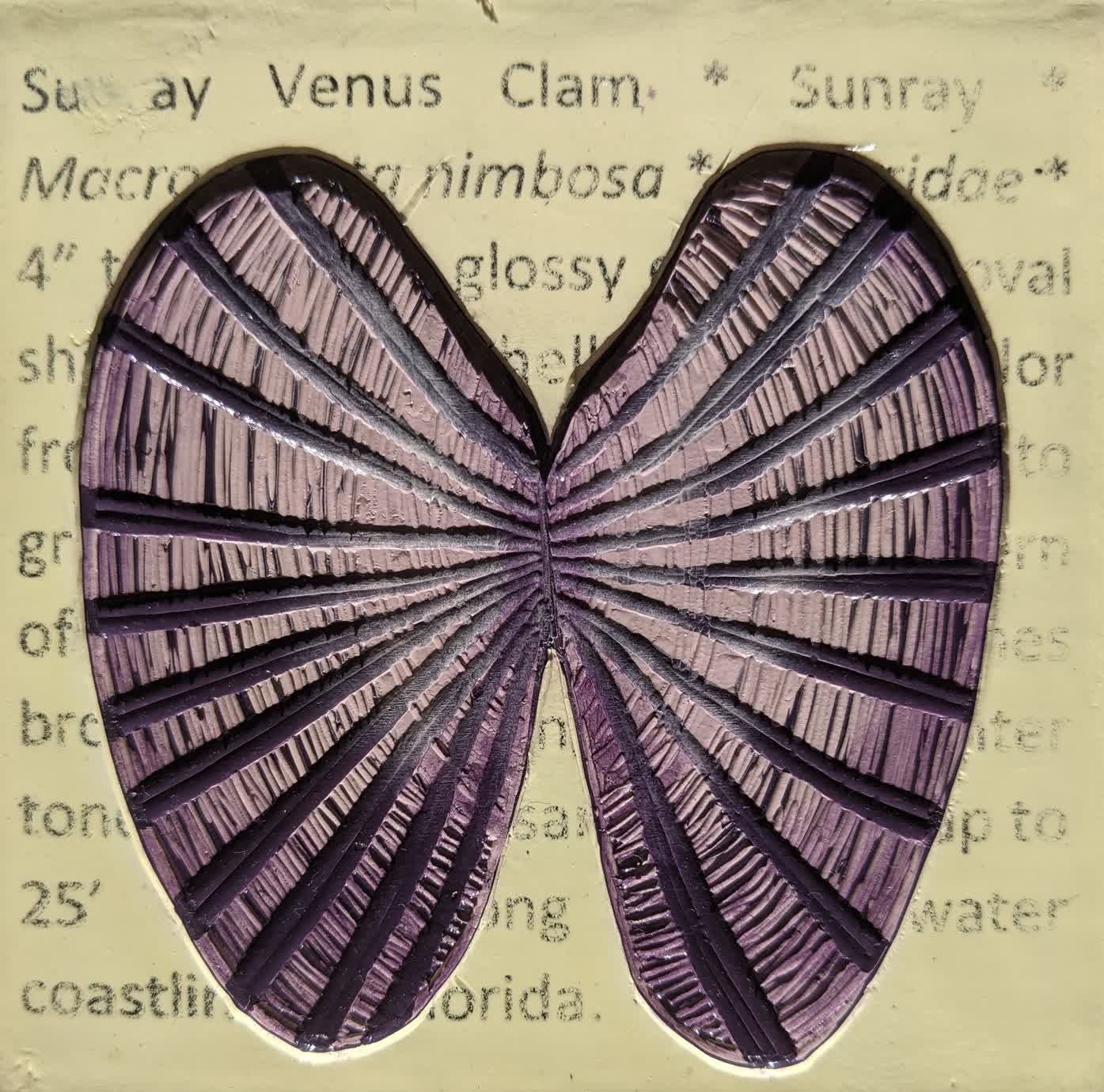 Florida Field Guide: Sunray Venus Clam