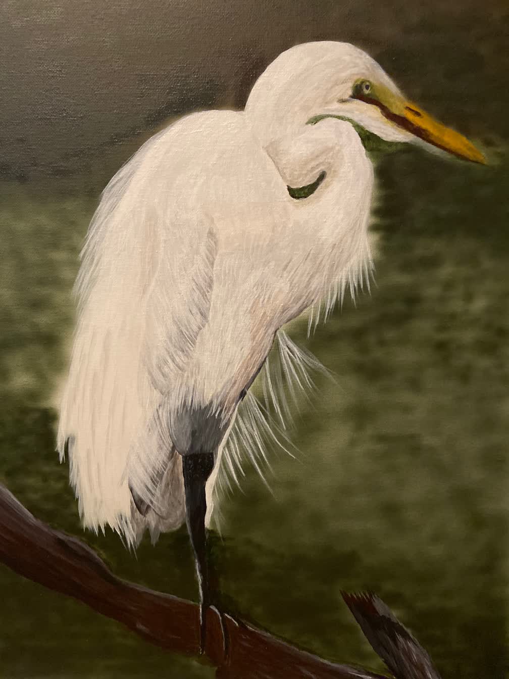 White Egret