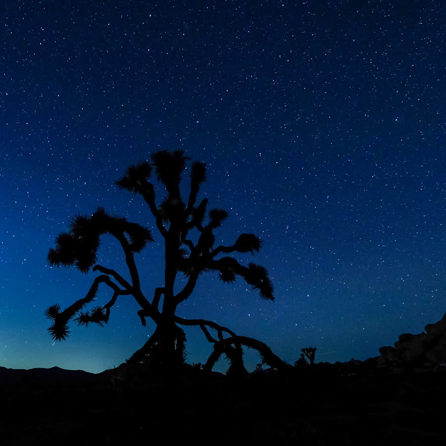 Desert Wall of Stars