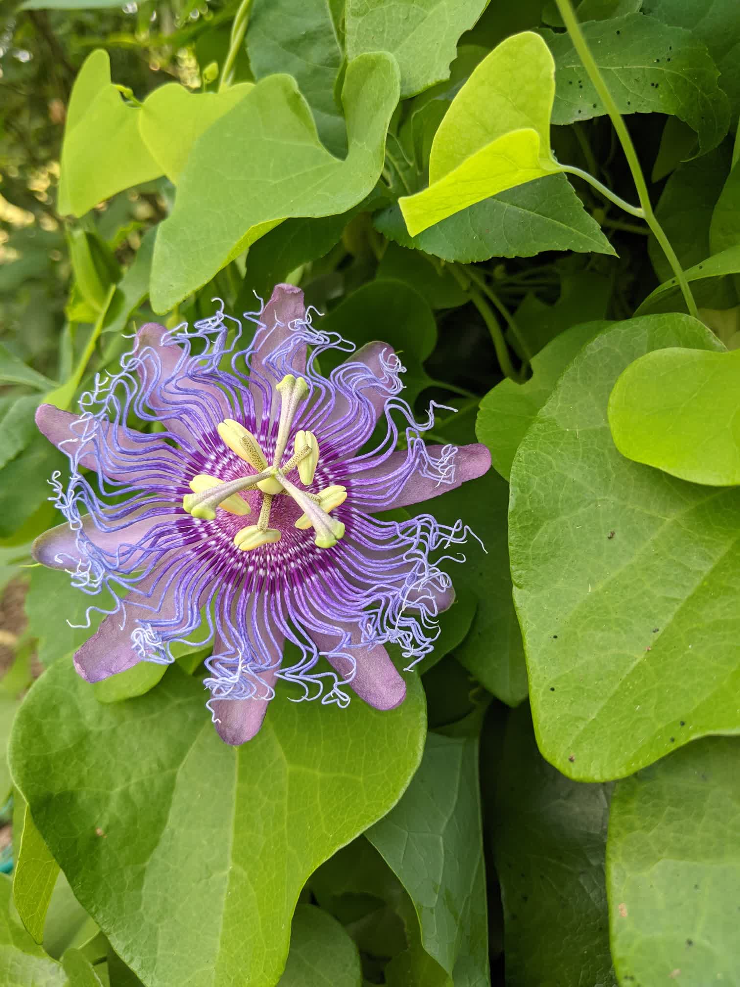 Flower in Steve's garden, inspiration for 'Sisters'