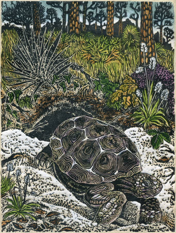 Gopher Tortoise