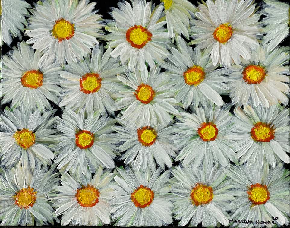 20 White  Daisies on Black Background #2