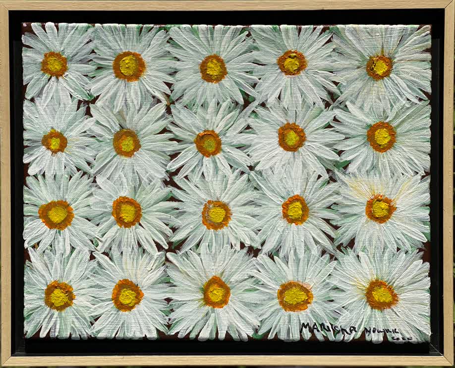 20  White-Greenish  Daisies on Black Background