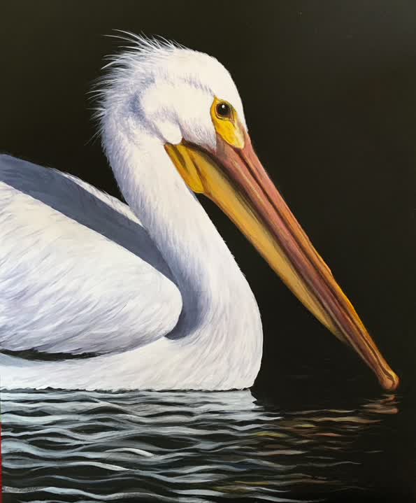 White Pelican